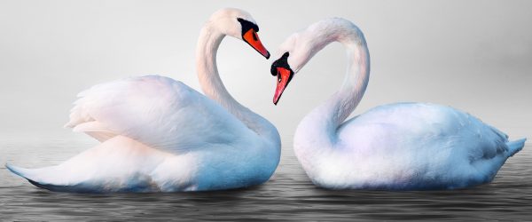 Schwäne auf dem Wasser, Glasbild Panorama Angebot – Bild 5