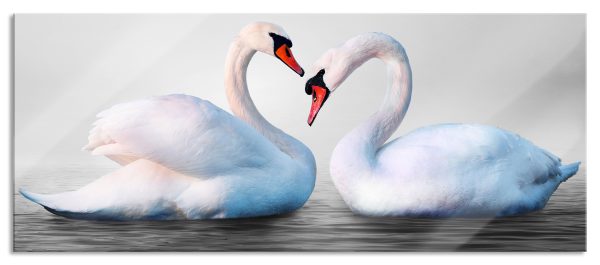 Schwäne auf dem Wasser, Glasbild Panorama Angebot